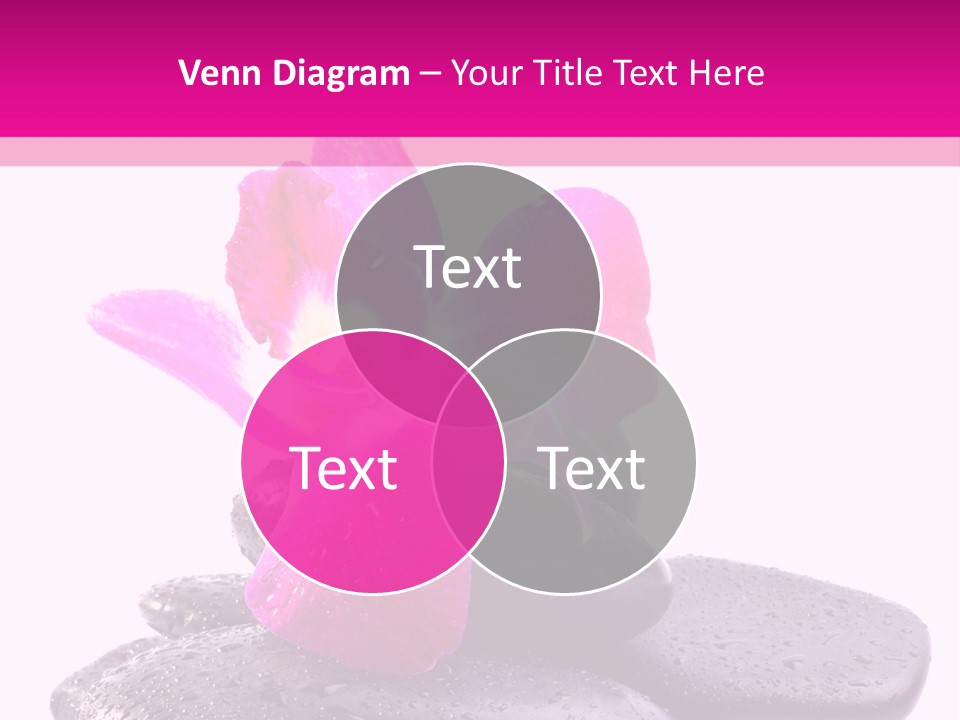 A Pink Flower Sitting On Top Of Black Rocks PowerPoint Template