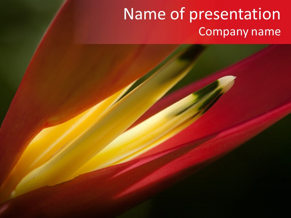 Garden Queensland Heliconia PowerPoint Template