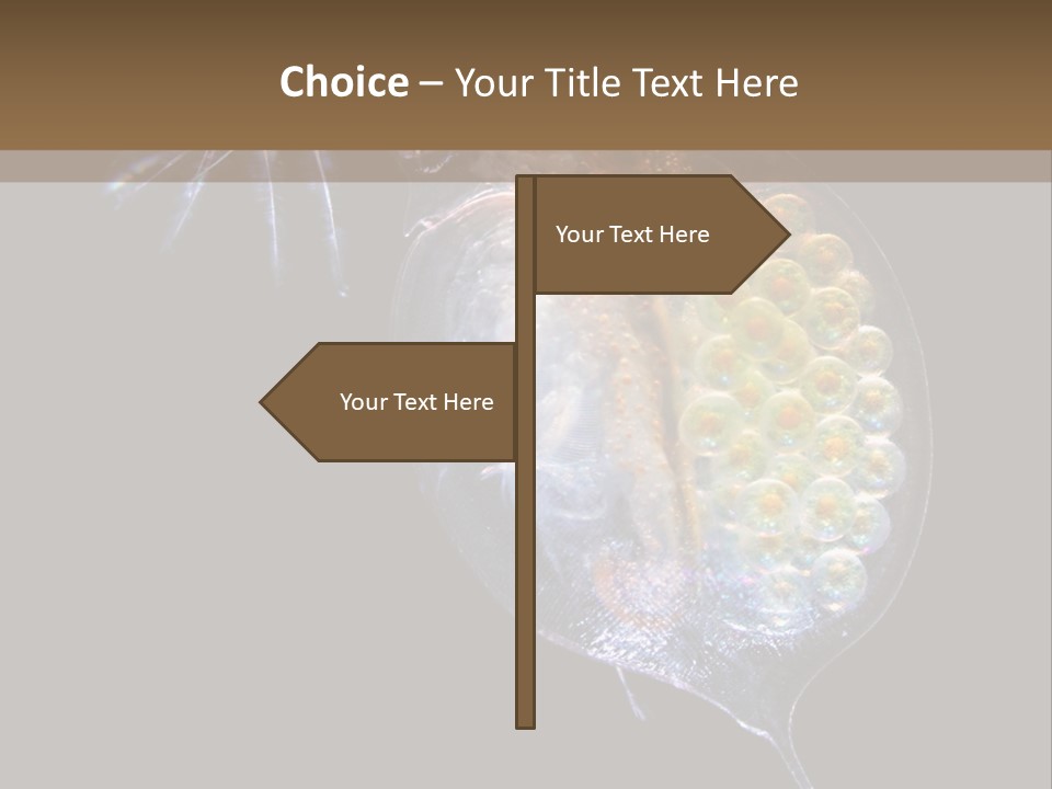 Biology Micro Lesson PowerPoint Template