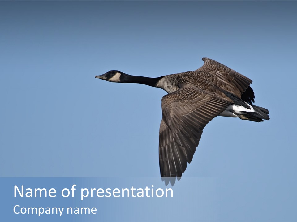 Animal Photography Canada Goose Brown PowerPoint Template