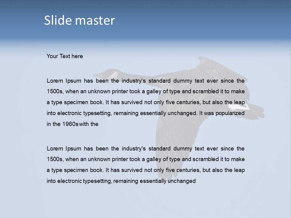 Animal Photography Canada Goose Brown PowerPoint Template