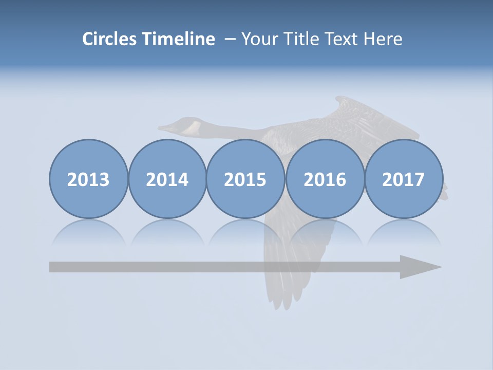 Animal Photography Canada Goose Brown PowerPoint Template