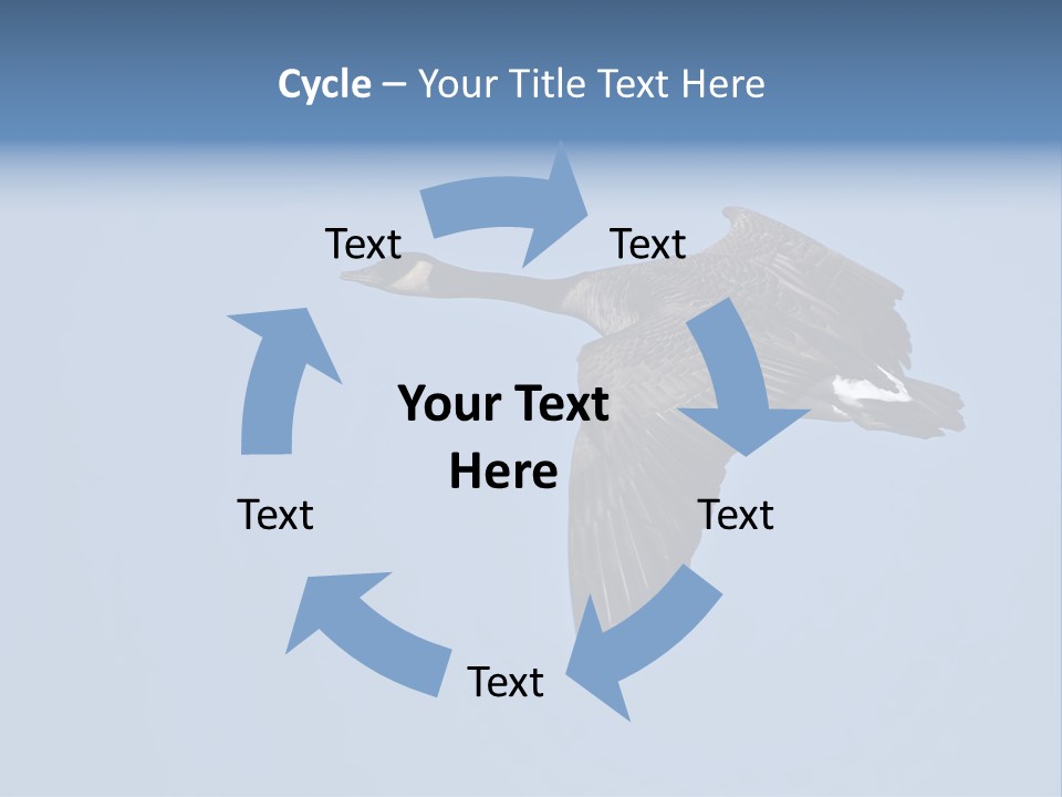 Animal Photography Canada Goose Brown PowerPoint Template