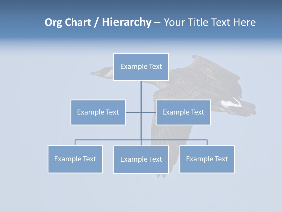 Animal Photography Canada Goose Brown PowerPoint Template