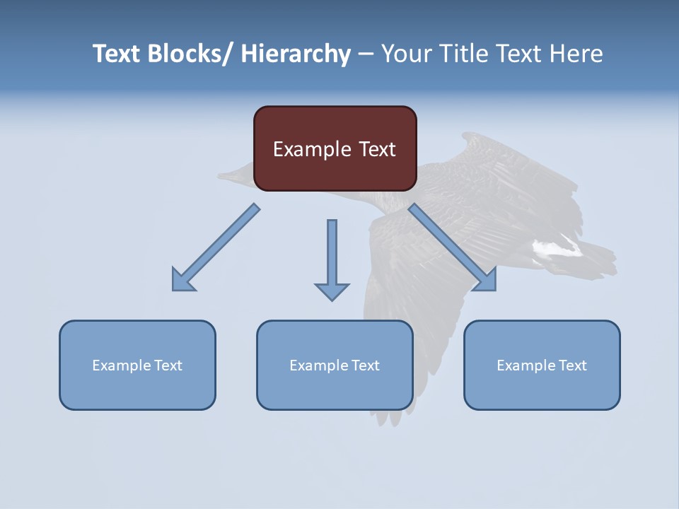 Animal Photography Canada Goose Brown PowerPoint Template