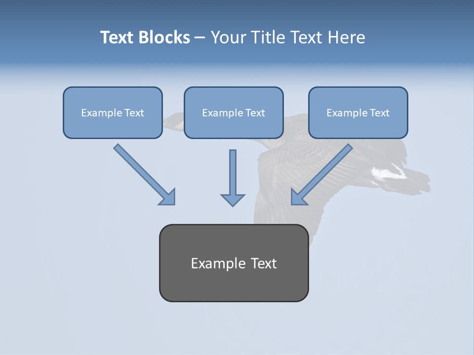 Animal Photography Canada Goose Brown PowerPoint Template