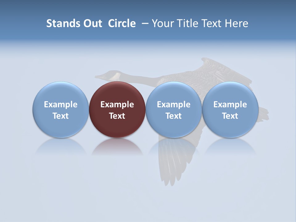 Animal Photography Canada Goose Brown PowerPoint Template