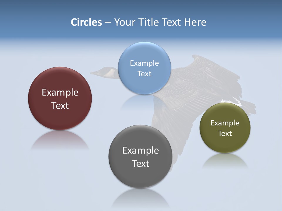 Animal Photography Canada Goose Brown PowerPoint Template