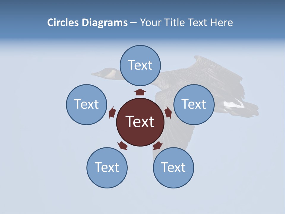 Animal Photography Canada Goose Brown PowerPoint Template