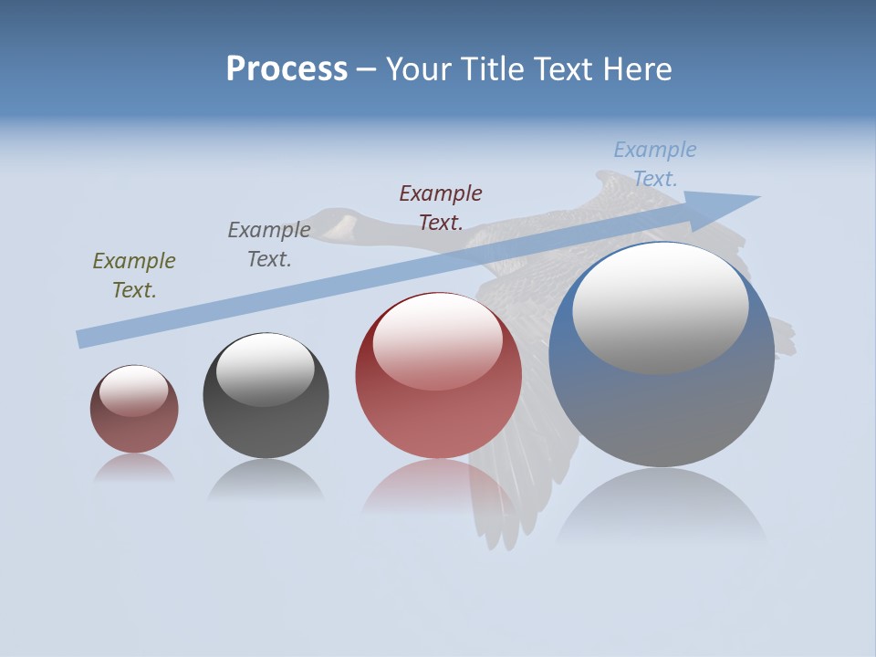 Animal Photography Canada Goose Brown PowerPoint Template