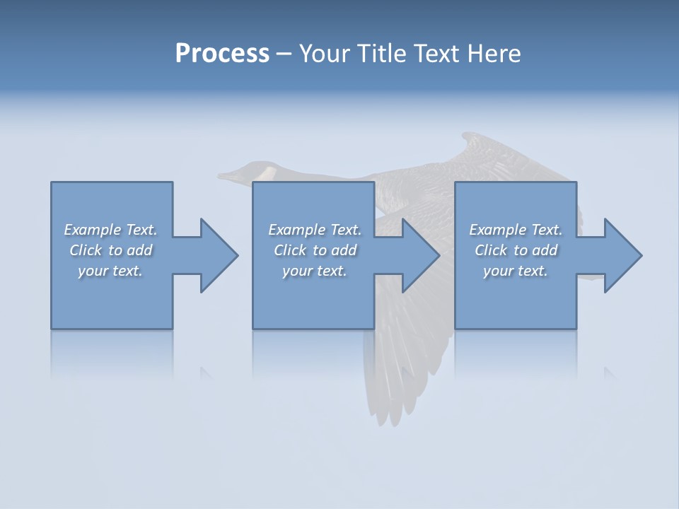 Animal Photography Canada Goose Brown PowerPoint Template