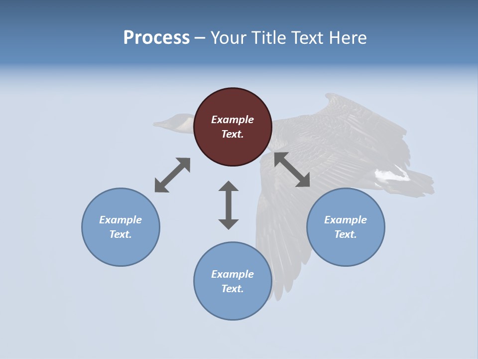 Animal Photography Canada Goose Brown PowerPoint Template