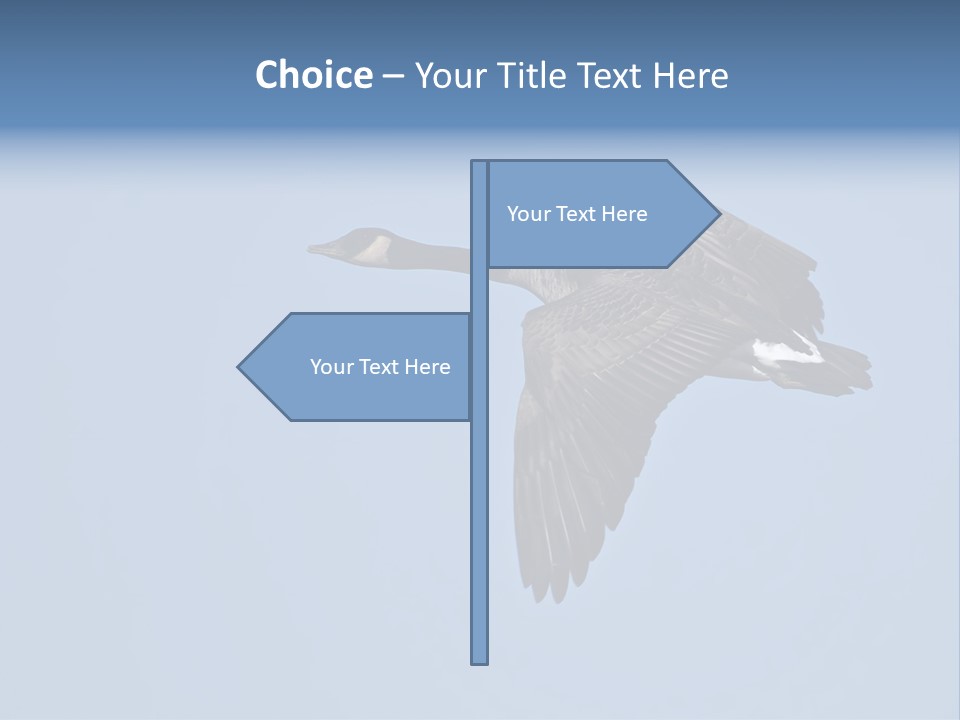 Animal Photography Canada Goose Brown PowerPoint Template