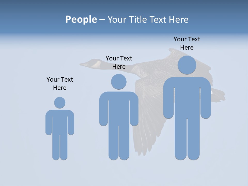 Animal Photography Canada Goose Brown PowerPoint Template