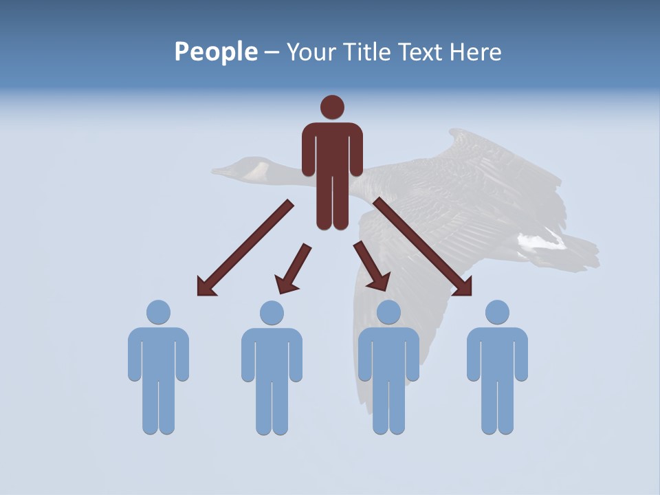 Animal Photography Canada Goose Brown PowerPoint Template