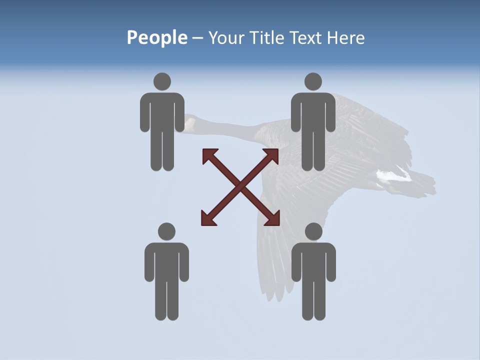 Animal Photography Canada Goose Brown PowerPoint Template