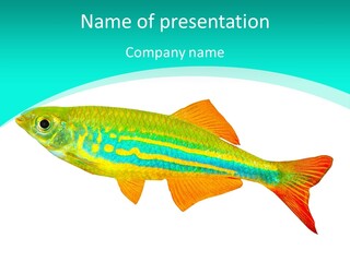Swimming Design Elements Marinelife PowerPoint Template