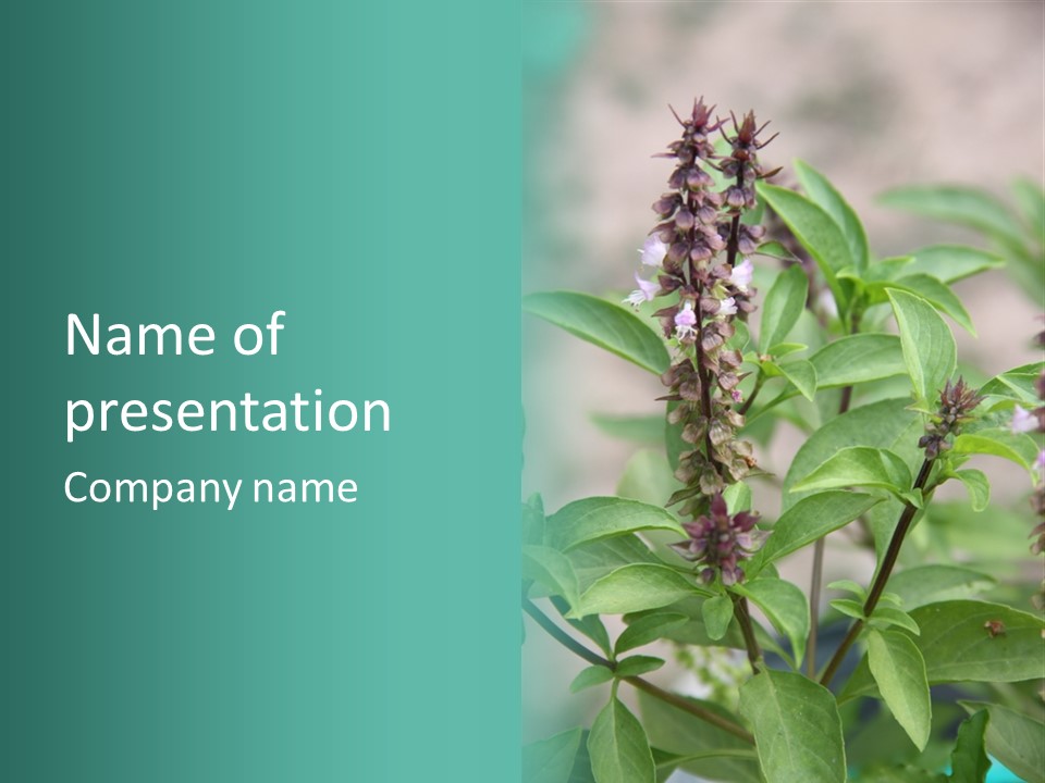 Ecology Taste Plant PowerPoint Template