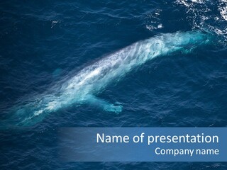 Blue Blue Whale Under PowerPoint Template