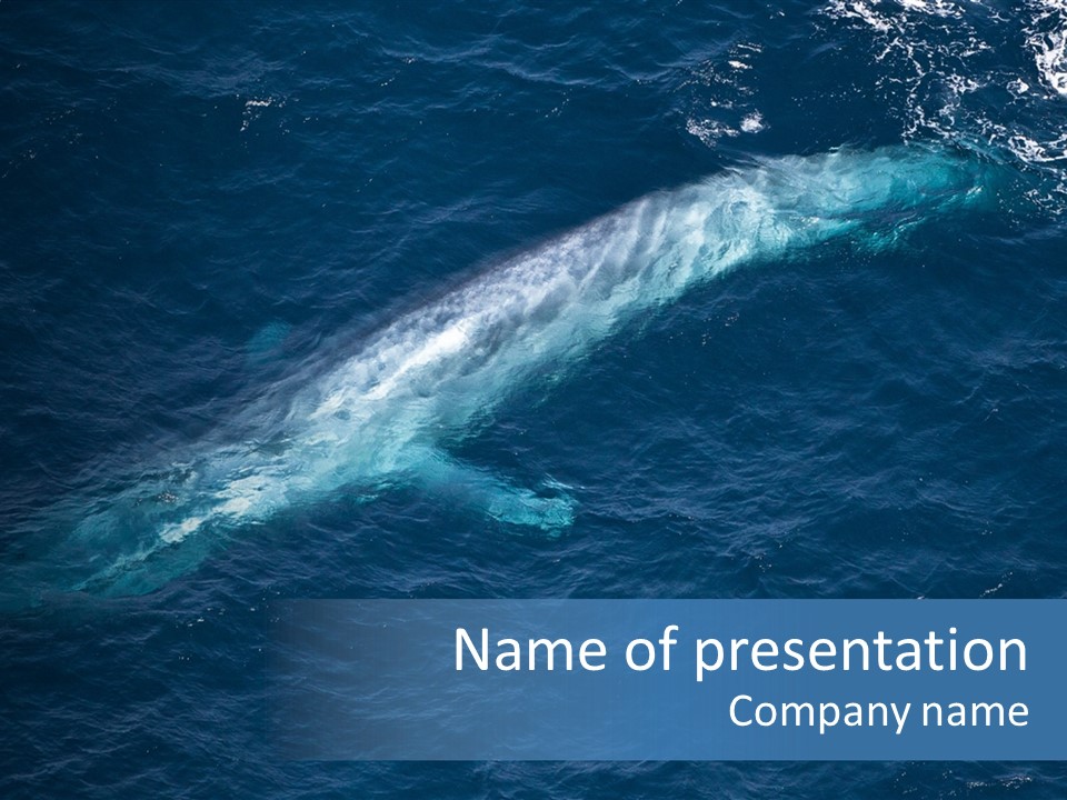 Blue Blue Whale Under PowerPoint Template