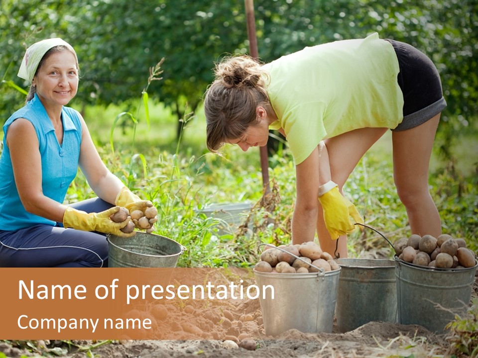 Two Women Are Picking Potatoes From The Ground PowerPoint Template