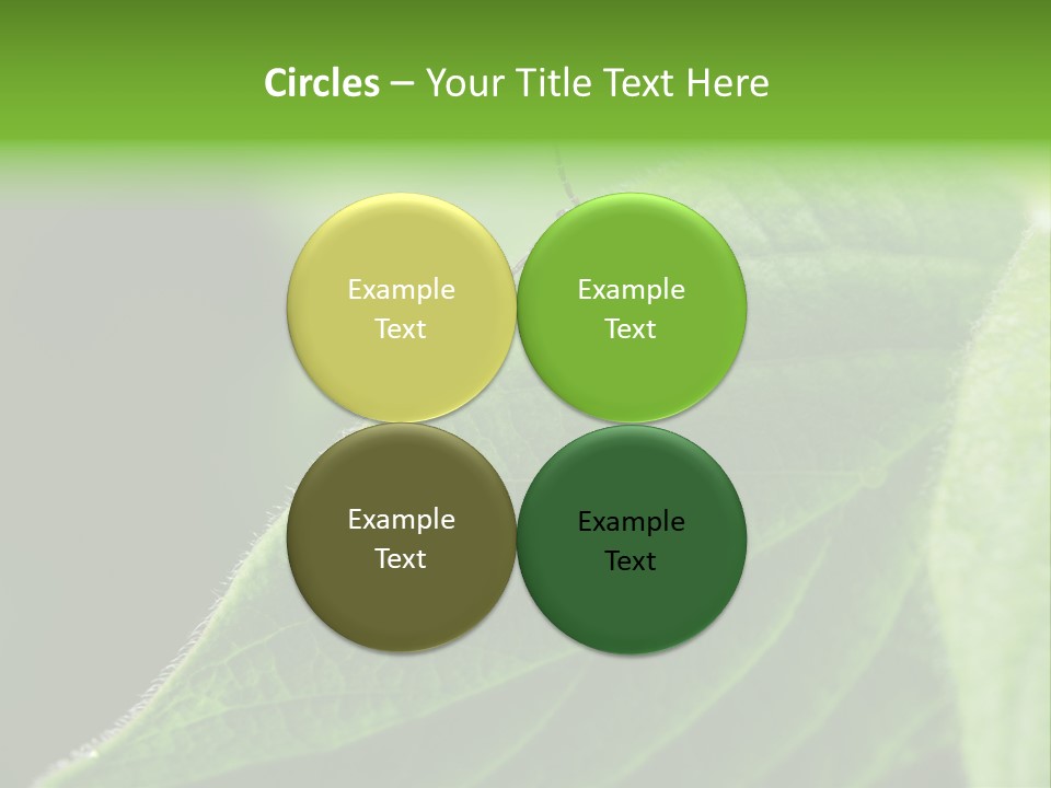 Danger Bush Acari PowerPoint Template