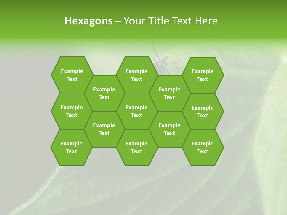 Danger Bush Acari PowerPoint Template