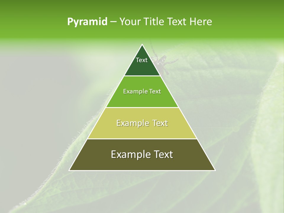 Danger Bush Acari PowerPoint Template