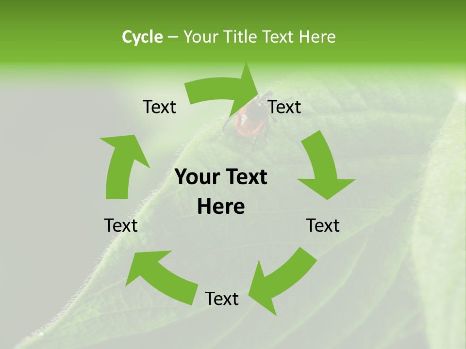 Danger Bush Acari PowerPoint Template