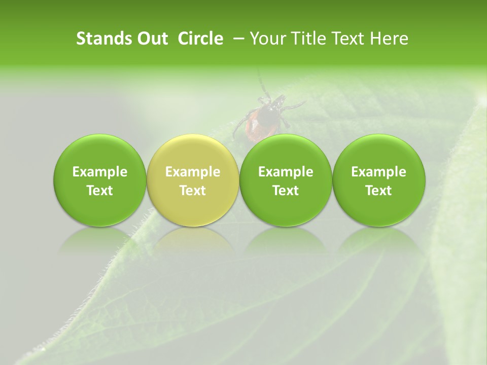 Danger Bush Acari PowerPoint Template