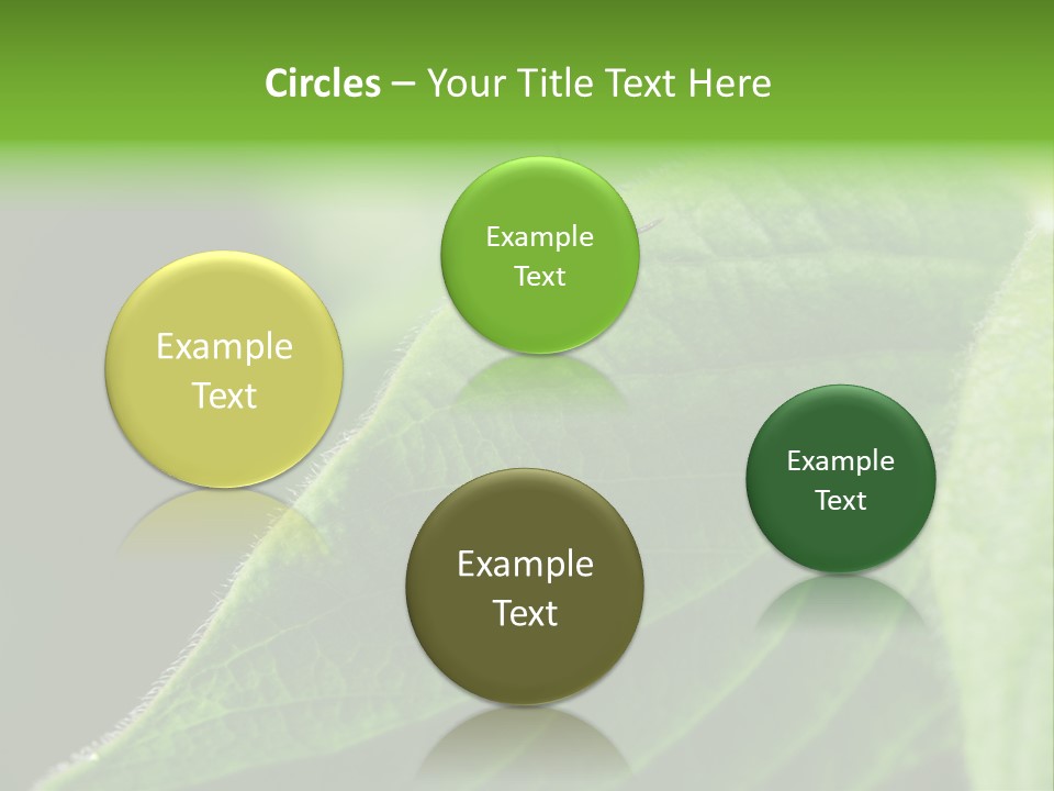 Danger Bush Acari PowerPoint Template