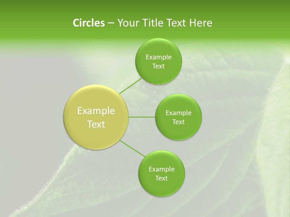 Danger Bush Acari PowerPoint Template