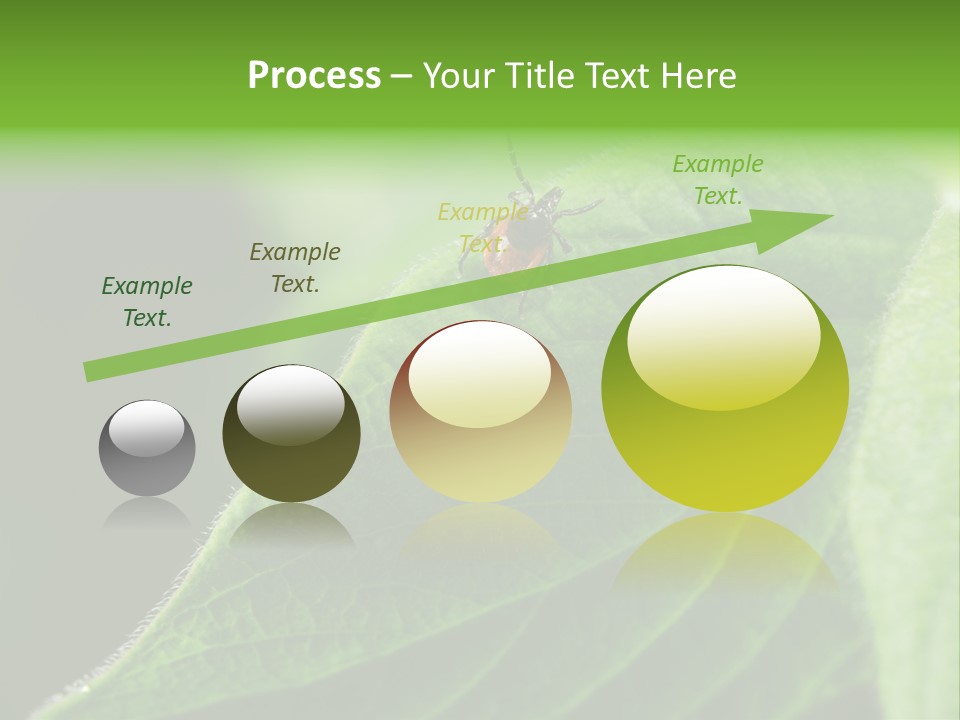 Danger Bush Acari PowerPoint Template