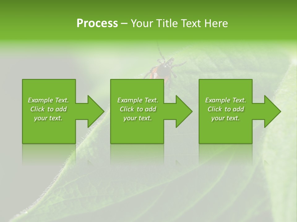 Danger Bush Acari PowerPoint Template