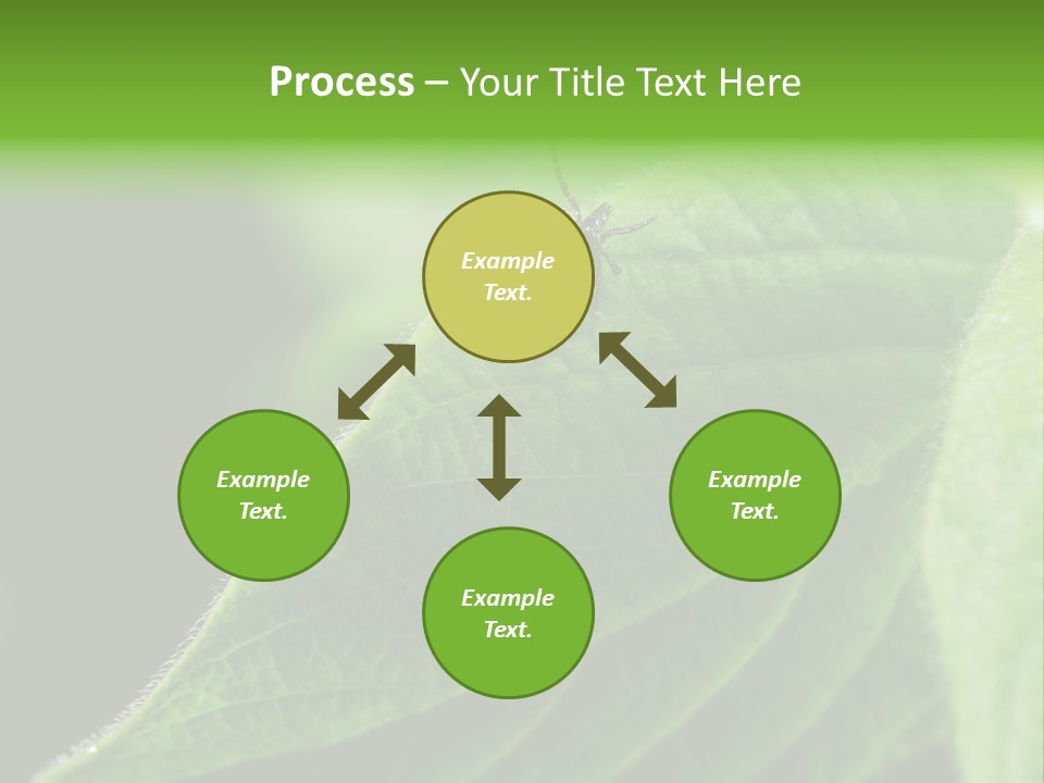 Danger Bush Acari PowerPoint Template