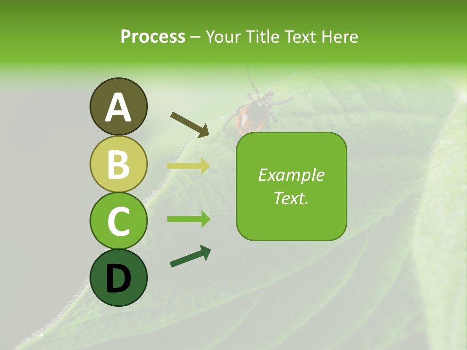 Danger Bush Acari PowerPoint Template