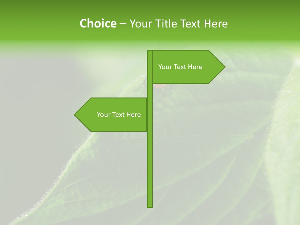 Danger Bush Acari PowerPoint Template