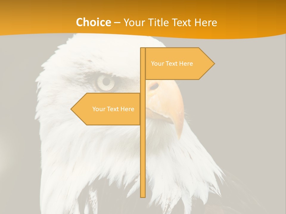 White Predatory Iris PowerPoint Template