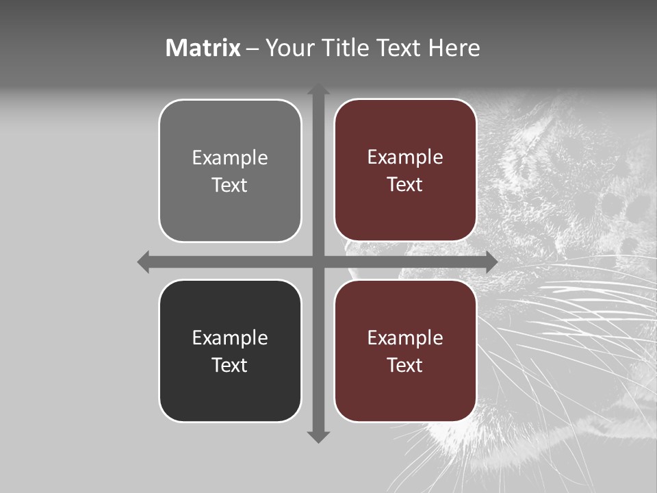 Cat Image Card PowerPoint Template