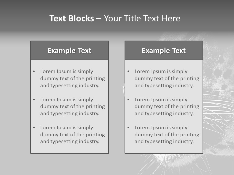 Cat Image Card PowerPoint Template