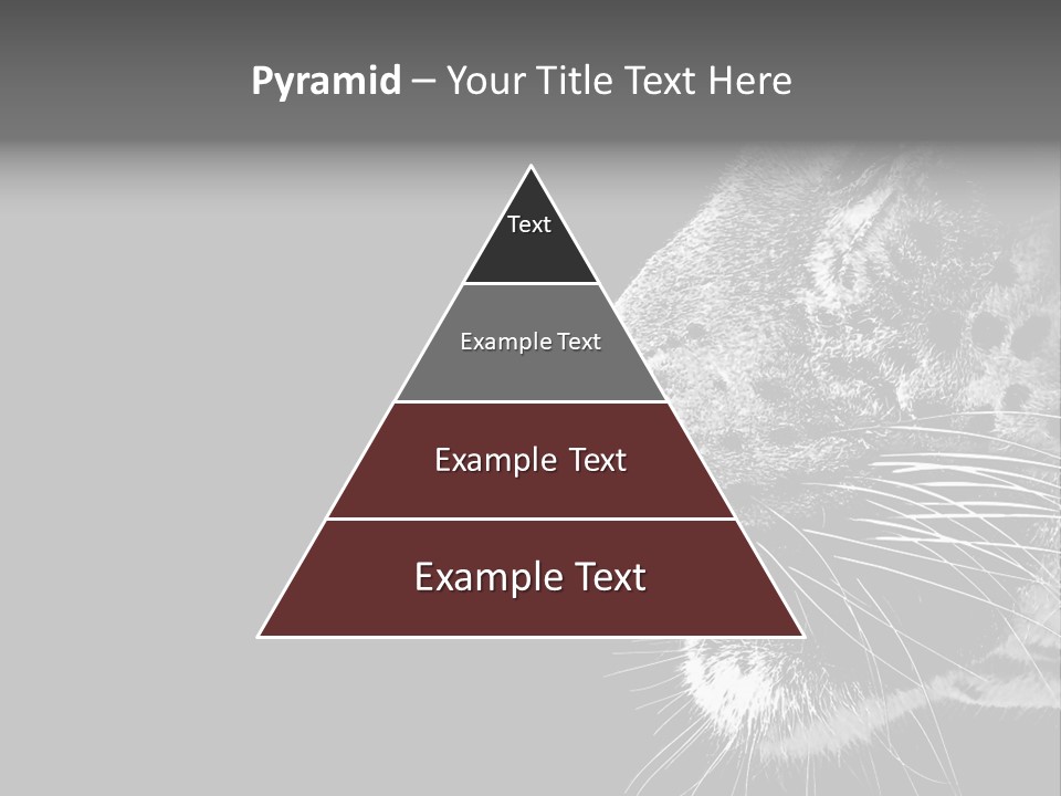 Cat Image Card PowerPoint Template