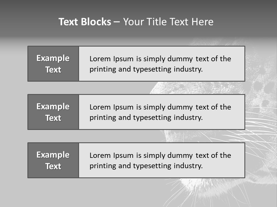 Cat Image Card PowerPoint Template