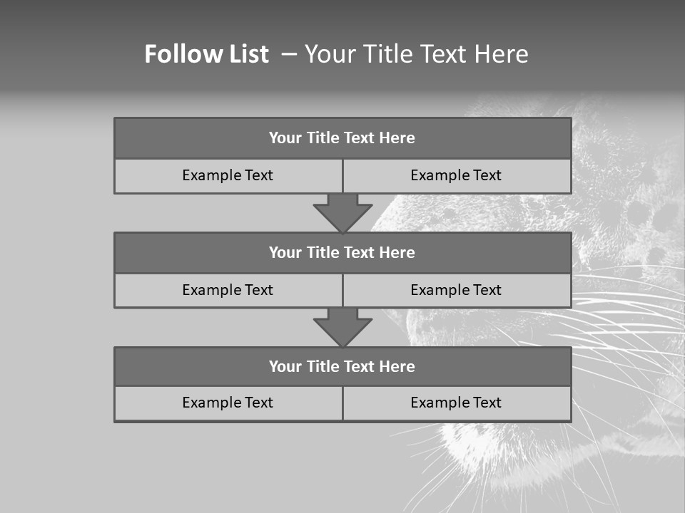 Cat Image Card PowerPoint Template