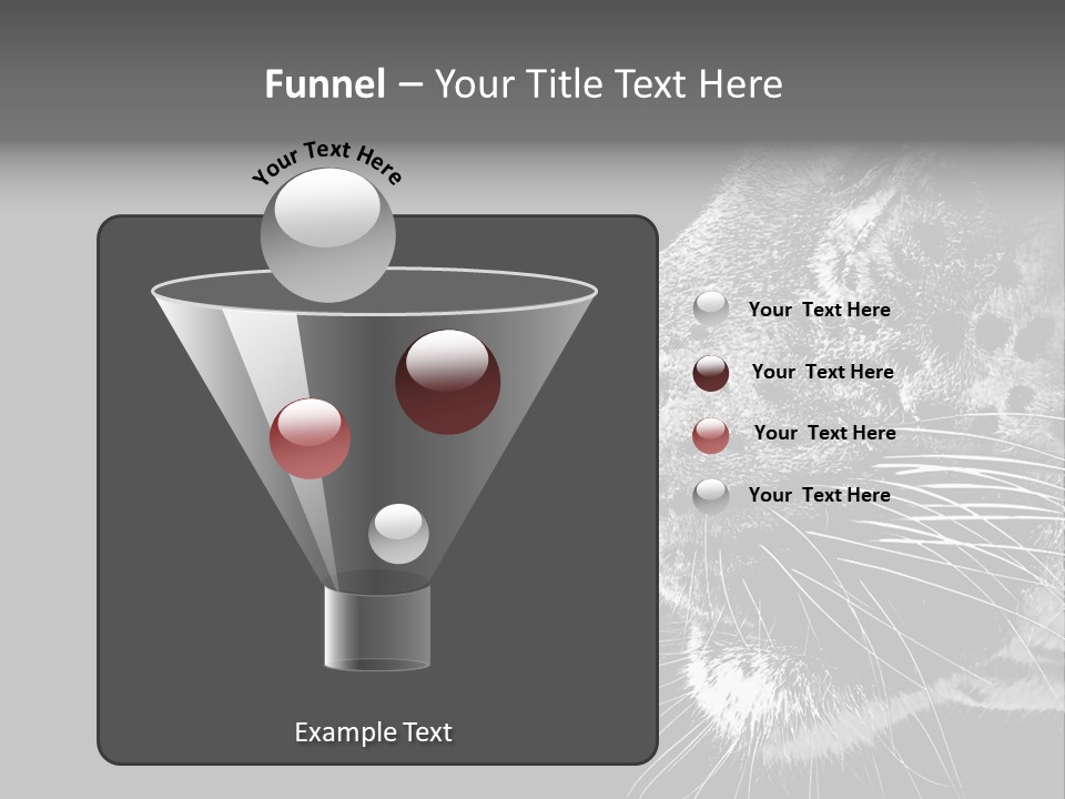 Cat Image Card PowerPoint Template