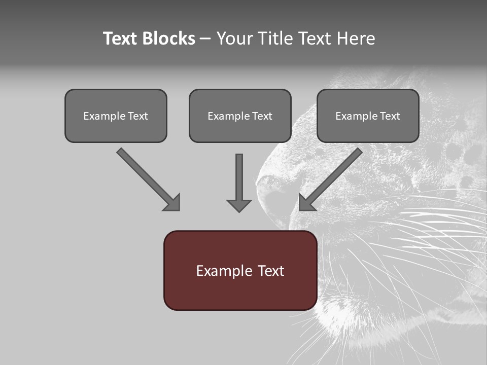 Cat Image Card PowerPoint Template