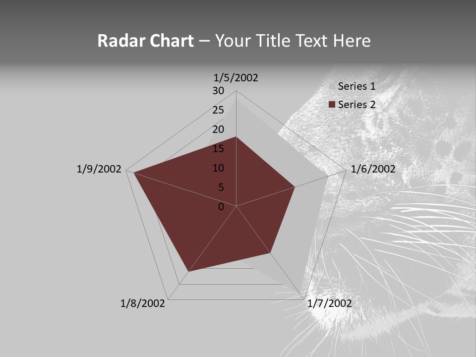 Cat Image Card PowerPoint Template