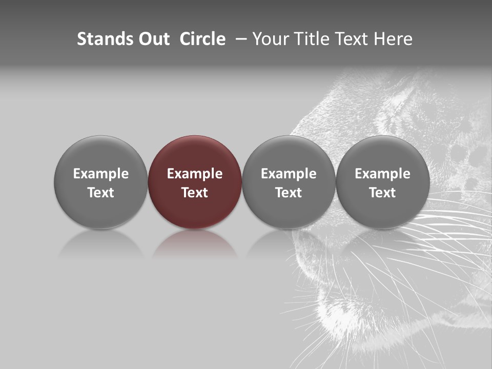 Cat Image Card PowerPoint Template