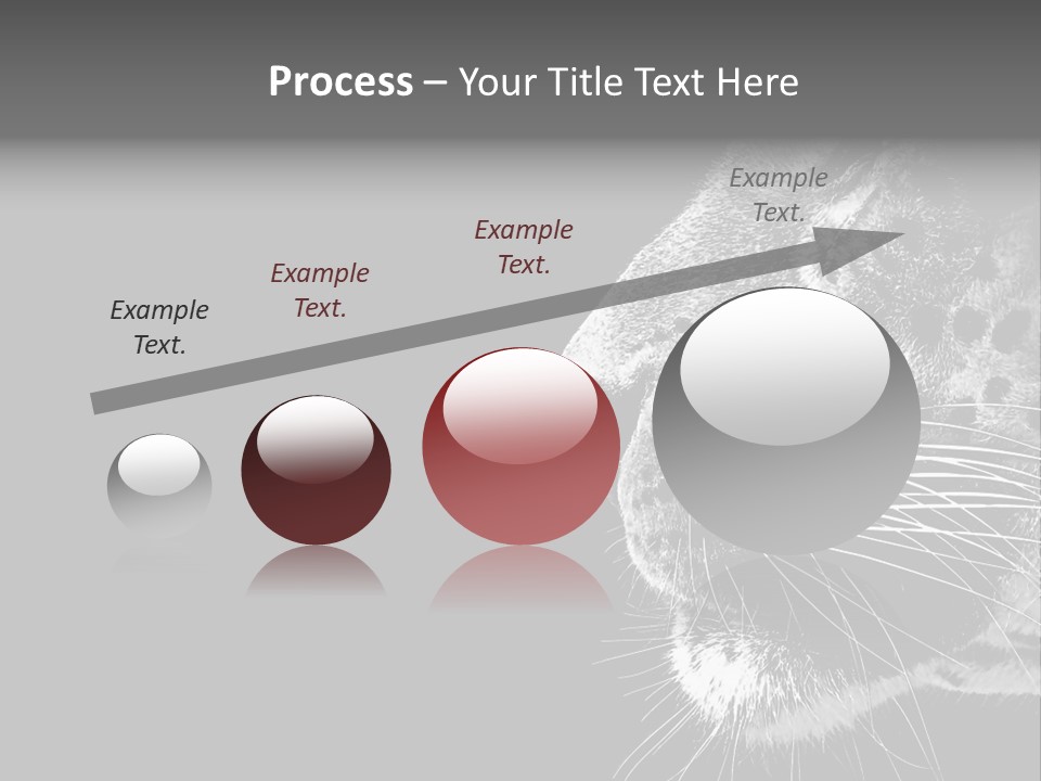 Cat Image Card PowerPoint Template