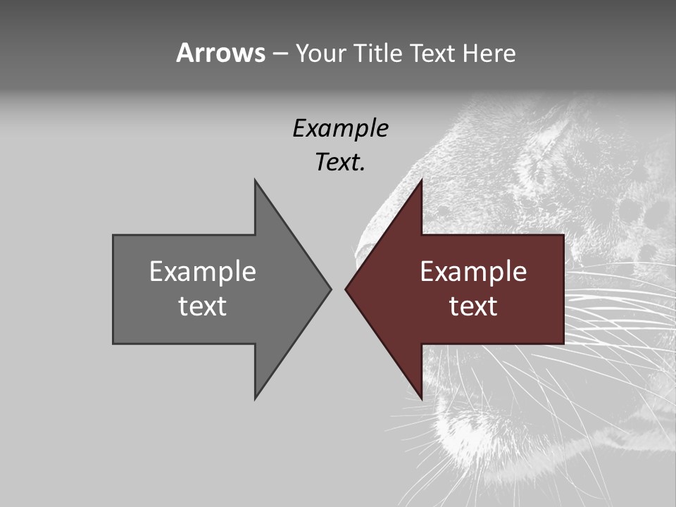 Cat Image Card PowerPoint Template