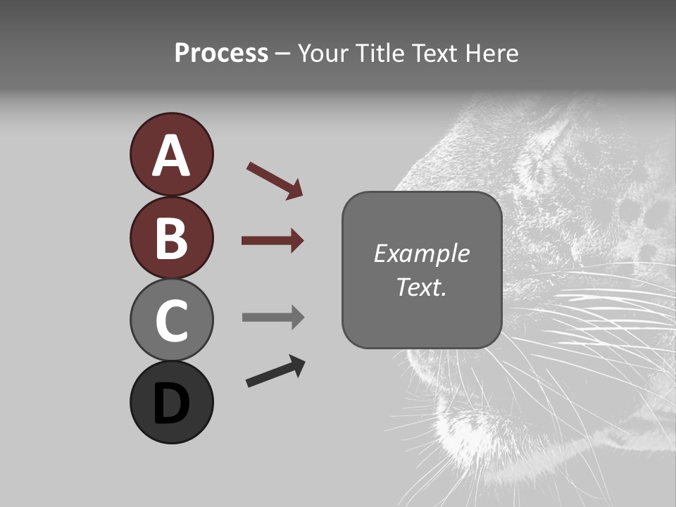 Cat Image Card PowerPoint Template